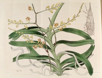 Illustration of Cleisostoma paniculatum by Sydenham Teast Edwards
